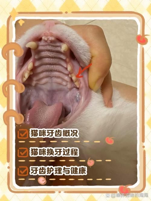 如何預(yù)防龍貓牙齒問題（思考完成龍貓牙齒問題如何預(yù)防龍貓牙齒問題并包含1000字詳解）