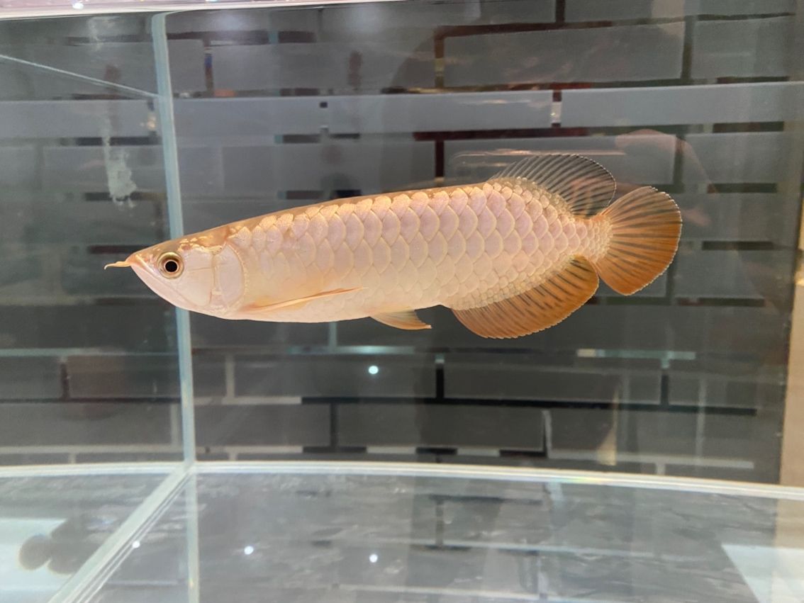 管它什么品種，養大再看（養殖業中，品種的選擇和培育是至關重要的） 管它什么品種，養大再看（養殖業中，品種的選擇和培育是至關重要的） 龍魚論壇 第1張