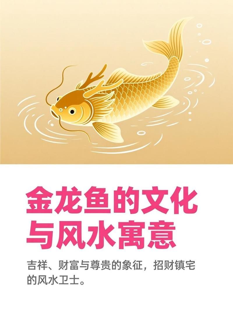 金龍魚是風水魚嗎（金龍魚是否屬于風水魚，金龍魚是否屬于風水魚的問題）