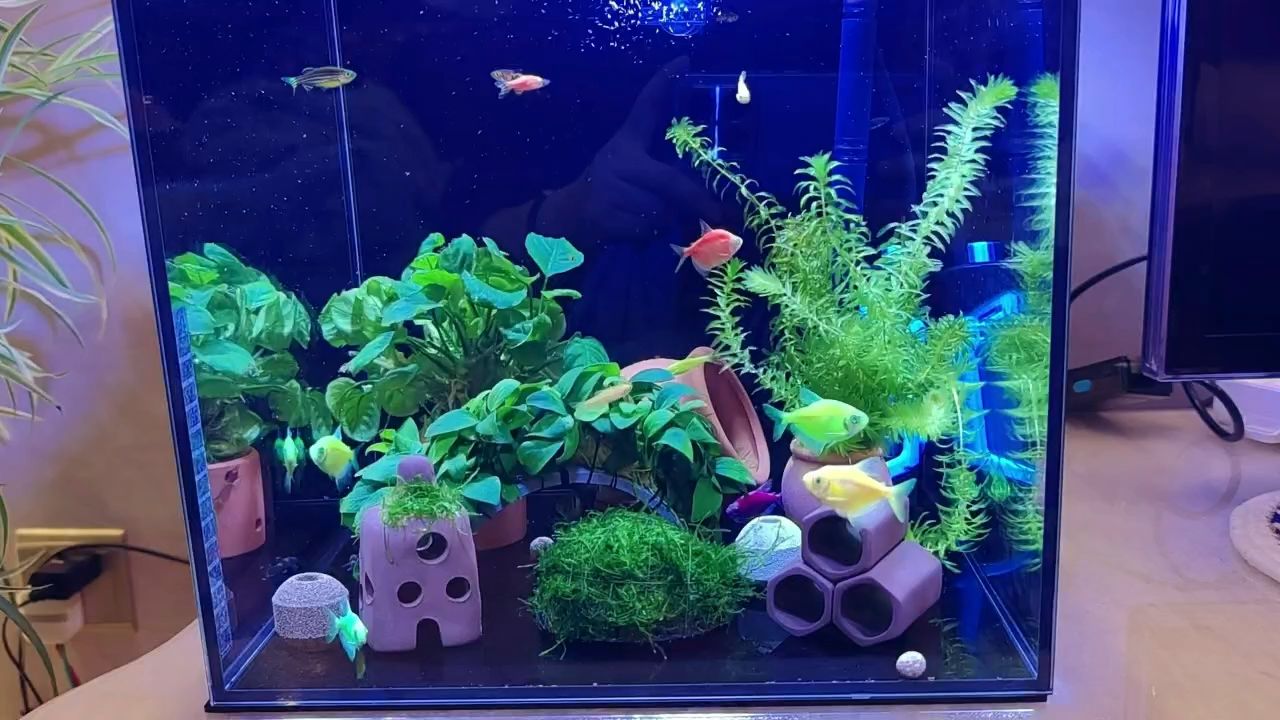 除夕夜年年有魚（年年有魚，） 除夕夜年年有魚（年年有魚，） 龍魚論壇
