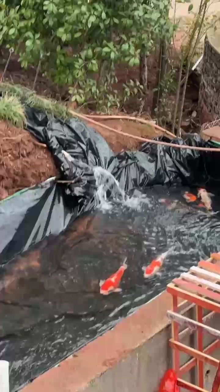 三天時(shí)間做的魚池，開心（三天做的魚池，開心）