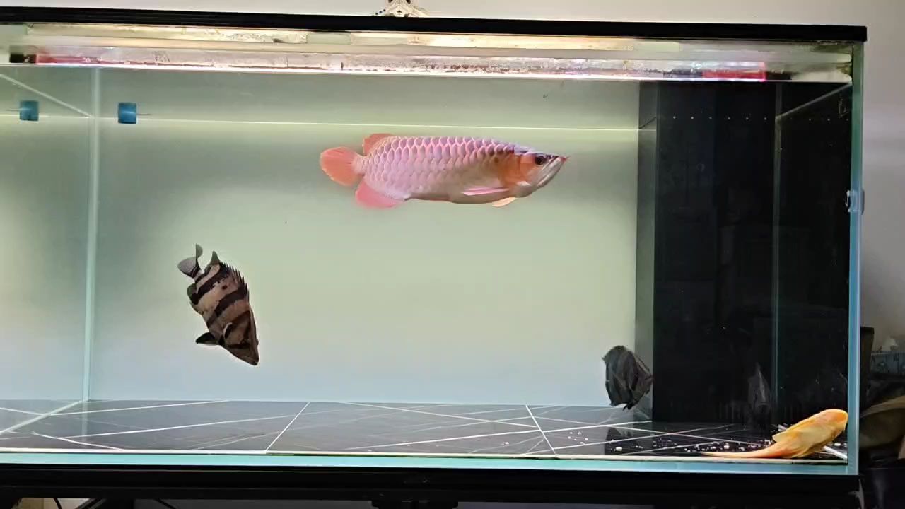 這虎魚值多少錢（三紋虎20公分值多少錢）