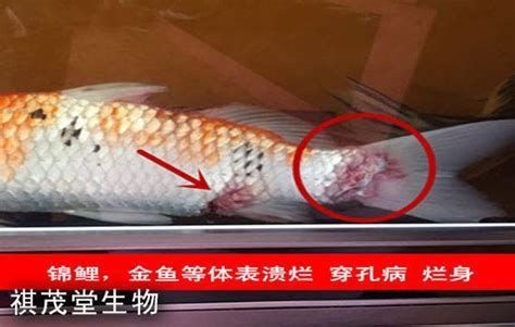 金龍魚(yú)魚(yú)尾爛了什么原因（金龍魚(yú)爛尾的原因及應(yīng)對(duì)措施）