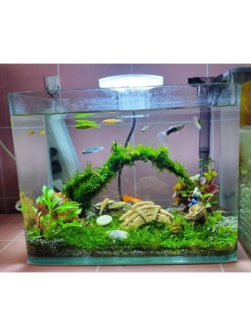 如何選擇適合新手的魚缸（新手養魚必看：如何挑選最適合的超白魚缸）