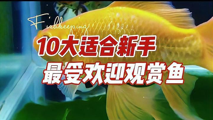哪些觀賞魚適合新手飼養（新手養魚，如何選擇適合自己的觀賞魚）