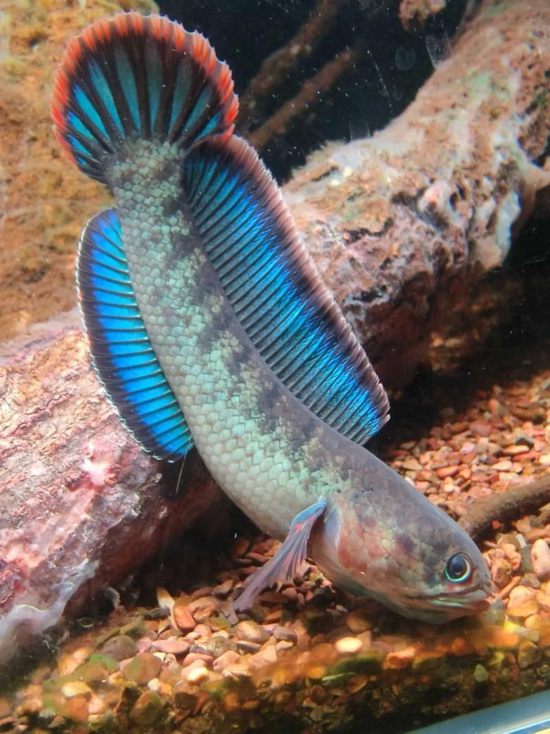 有哪些雷龍魚品種顏色比較鮮艷（色彩鮮艷的雷龍魚）