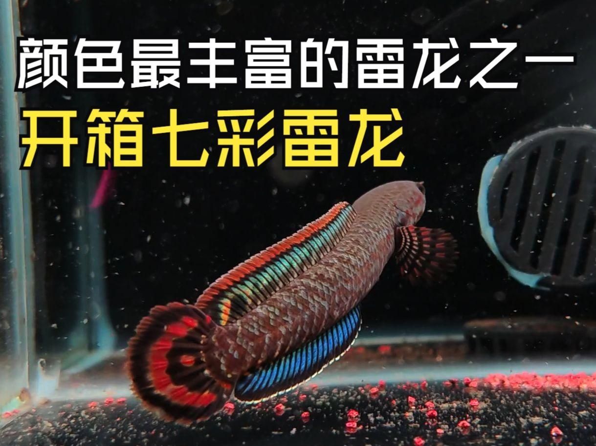 有哪些雷龍魚品種顏色比較鮮艷（色彩鮮艷的雷龍魚）