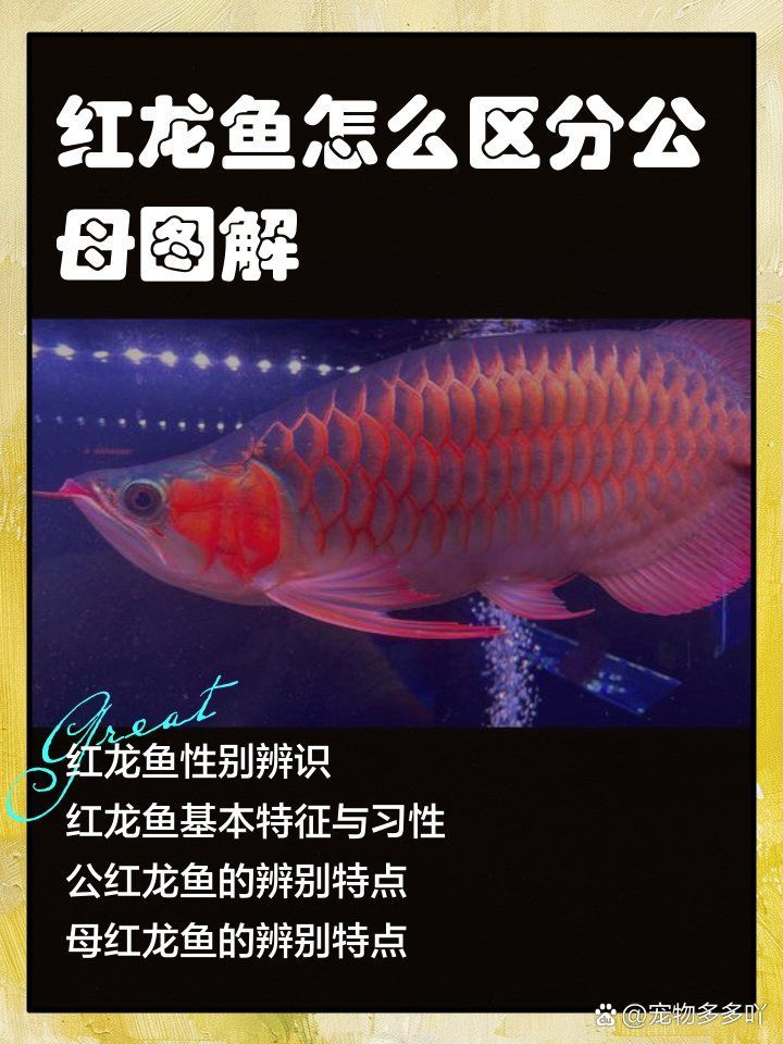 如何辨別波多西堡紅龍的真?zhèn)危ㄓ∧岵ǘ辔鞅ぜt龍魚（potosi）地區(qū)紅龍魚（arowana）） 如何辨別波多西堡紅龍的真?zhèn)危ㄓ∧岵ǘ辔鞅ぜt龍魚（potosi）地區(qū)紅龍魚（arowana）） 龍魚百科 第6張
