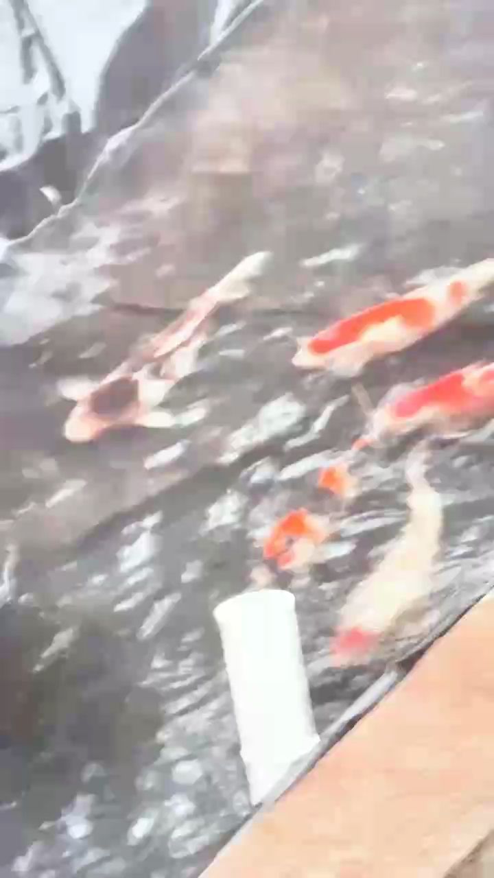 過年三天時間做的錦鯉魚池

當天就把魚放進去了[ciya][ciya][ciya]

可能因為湖南是零度，所以沒有細菌感染

平安入池（我的錦鯉魚池）