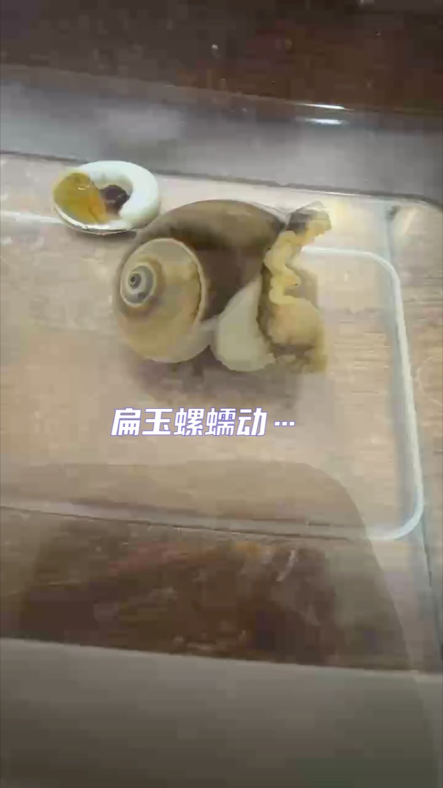 扁玉螺蠕動延遲攝影（為保護(hù)海洋生物多樣性,扁玉螺蠕動延遲攝影）