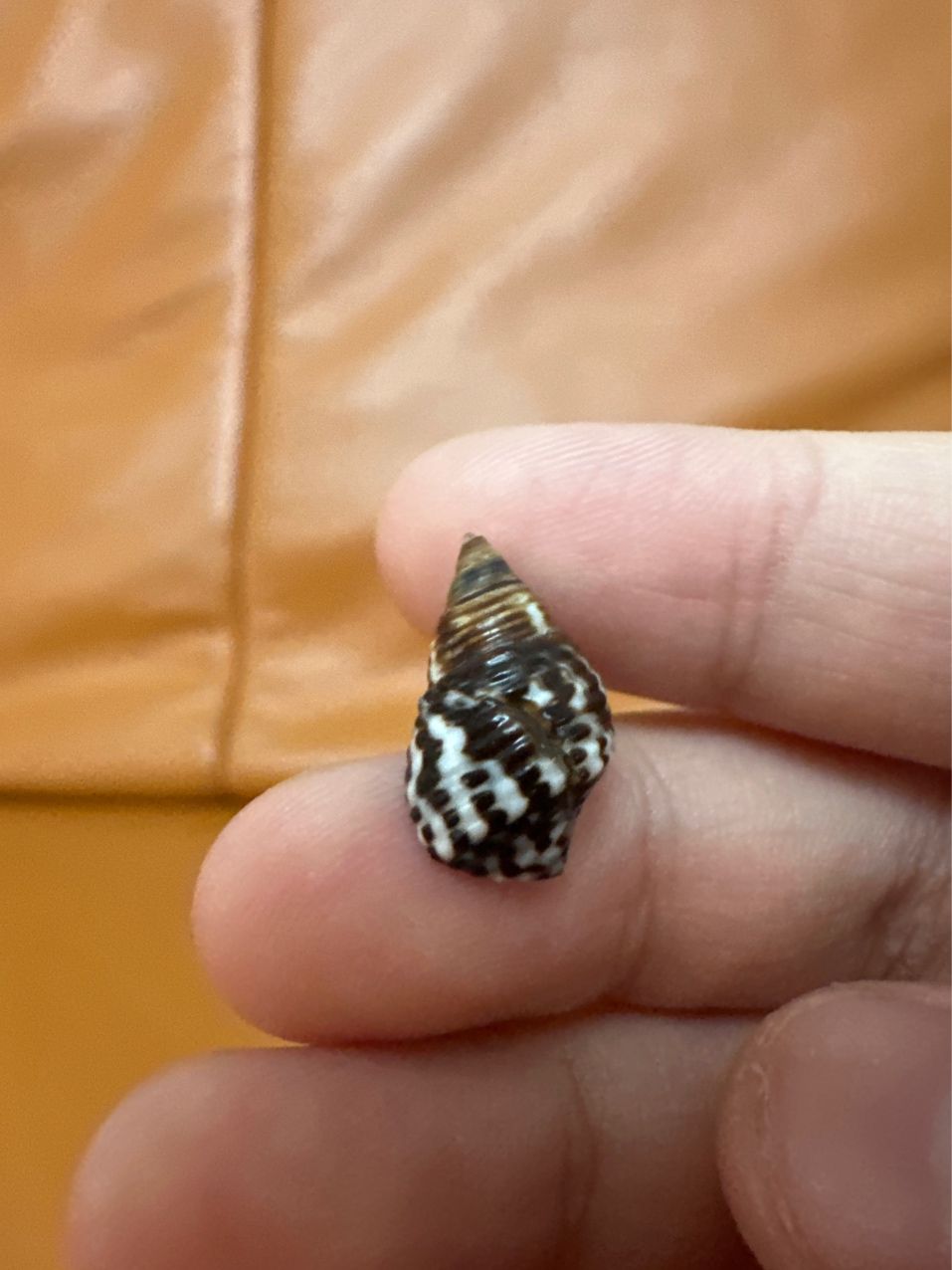平軸螺的殼（一種海螺）（平軸螺的殼是什么？） 平軸螺的殼（一種海螺）（平軸螺的殼是什么？） 龍魚論壇