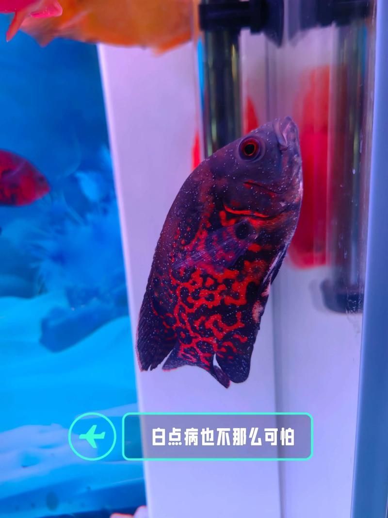 魚病治療時需要注意什么（mcp工具調用未返回最新研究論文（arxiv論文助手））