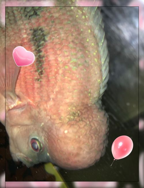 魚病治療時需要注意什么（mcp工具調用未返回最新研究論文（arxiv論文助手））