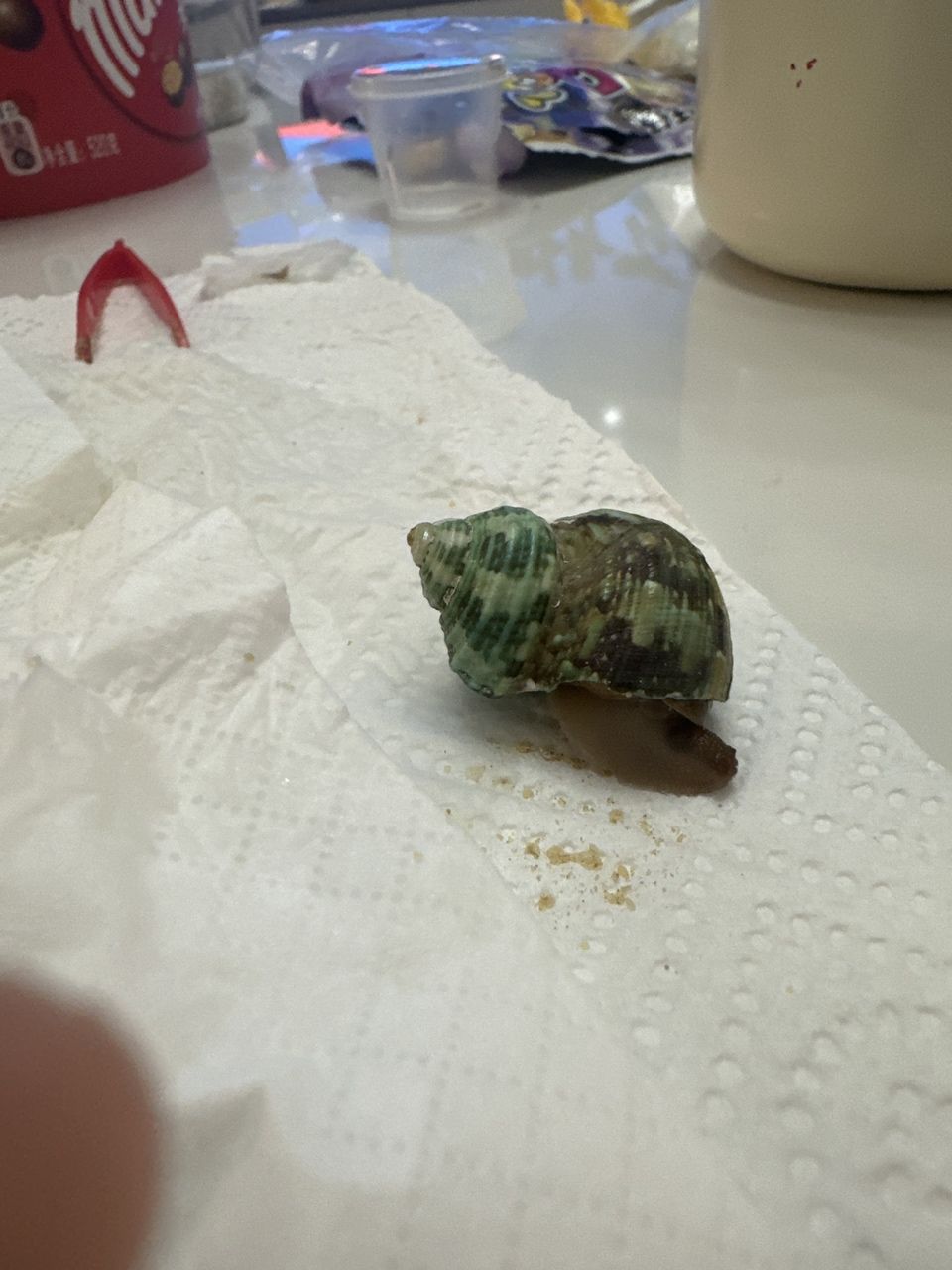 可愛蝸牛??（保護蝸牛及其生態環境） 可愛蝸牛??（保護蝸牛及其生態環境） 龍魚論壇
