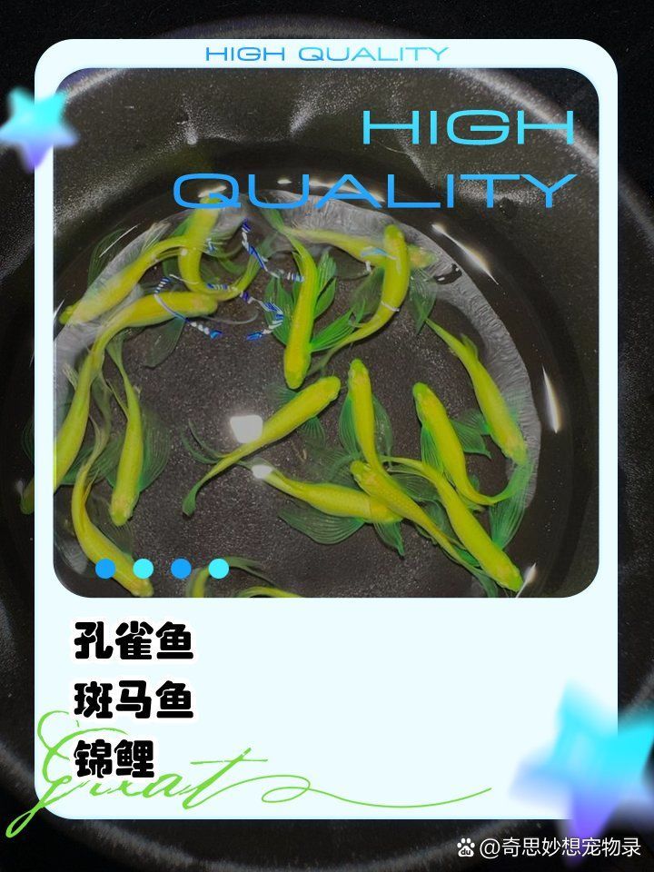 青龍魚的壽命有多長？（觀賞魚壽命匯總，青龍魚壽命可達50至100年，圖騰青龍魚瀕危現狀）