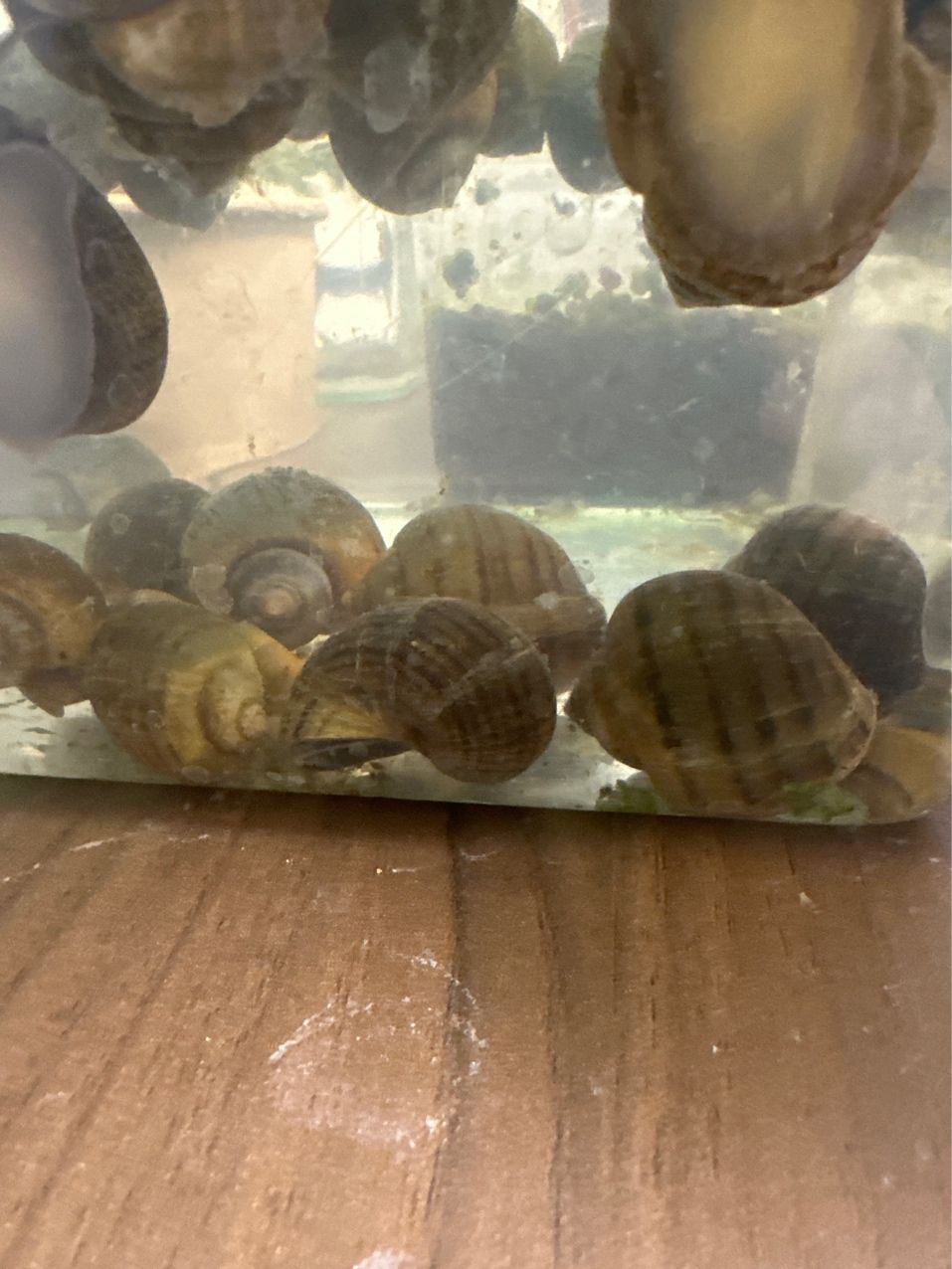 我養的福壽螺（養殖福壽螺的經驗分享）