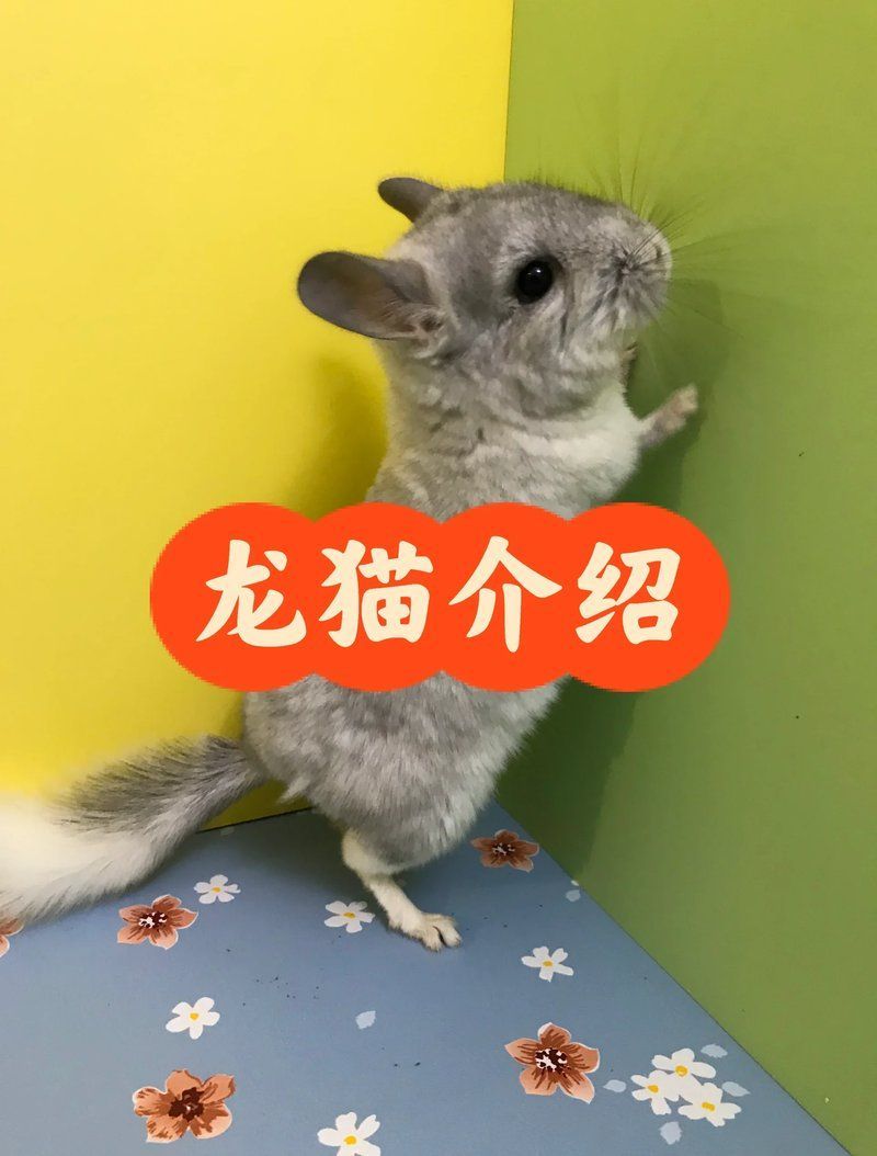 龍貓和貓哪個更適合家庭飼養（龍貓和貓哪個更可愛？） 龍貓和貓哪個更適合家庭飼養（龍貓和貓哪個更可愛？） 龍魚百科 第1張