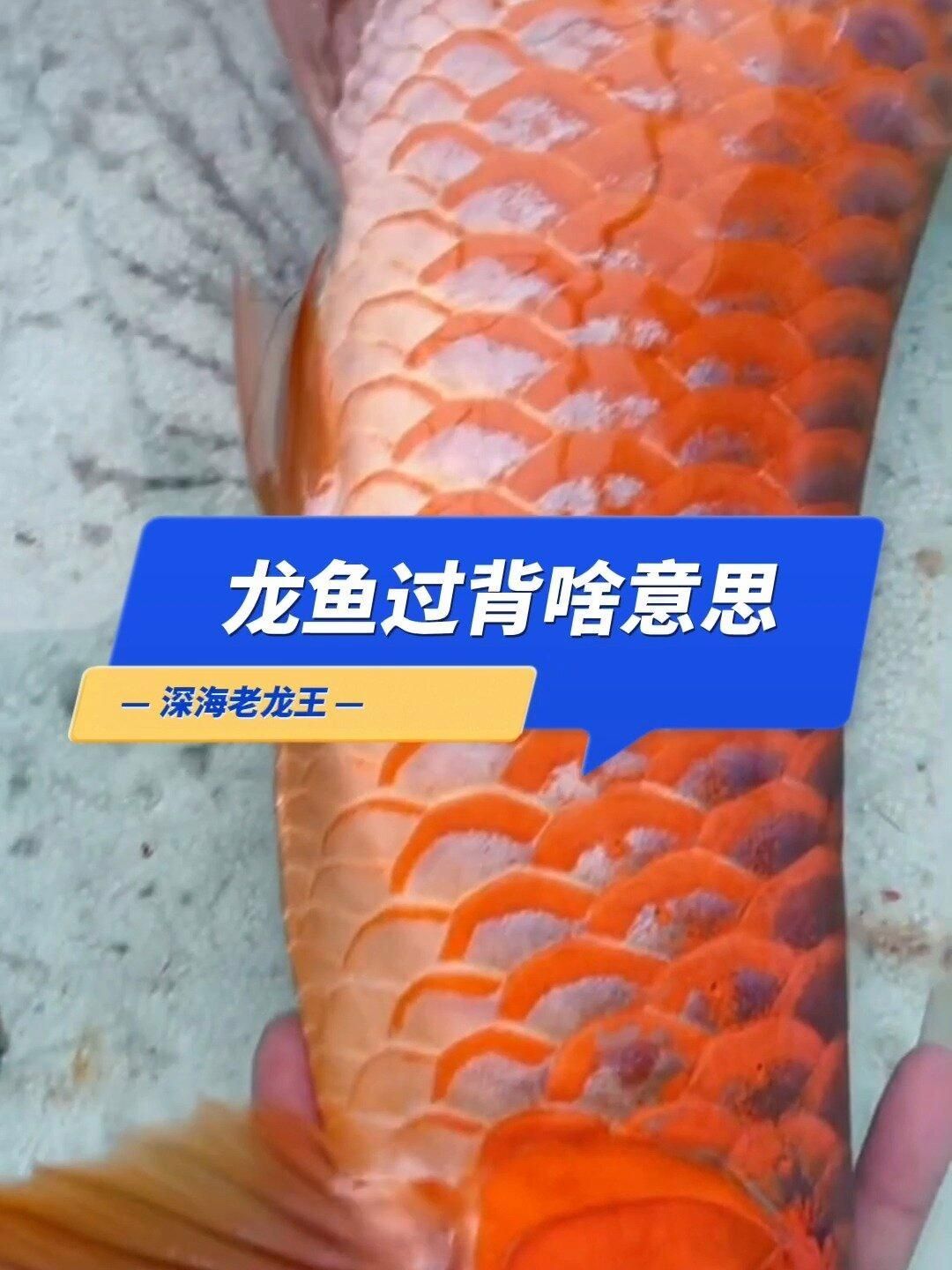 如何判斷龍魚是否過背？（龍魚高背和過背的區別圖解）