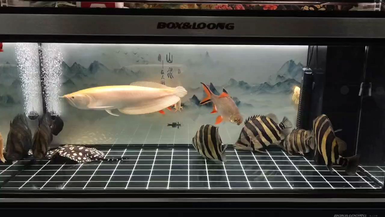 又一年了（小伙不帥_人見人愛評論：這魚養了多久了，體長多少）