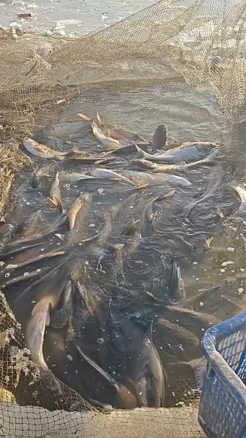 黑鱗病最怕三個魚（“最怕三個魚”和“黑鱗病”的養殖場景中的魚類疾病） 黑鱗病最怕三個魚（“最怕三個魚”和“黑鱗病”的養殖場景中的魚類疾病） 龍魚百科 第1張