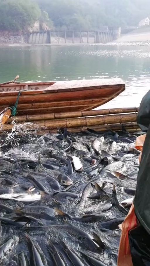 黑鱗病最怕三個魚（“最怕三個魚”和“黑鱗病”的養殖場景中的魚類疾病） 黑鱗病最怕三個魚（“最怕三個魚”和“黑鱗病”的養殖場景中的魚類疾病） 龍魚百科 第5張