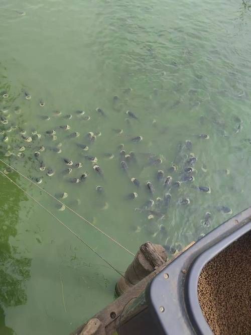 黑鱗病最怕三個魚（“最怕三個魚”和“黑鱗病”的養殖場景中的魚類疾病） 黑鱗病最怕三個魚（“最怕三個魚”和“黑鱗病”的養殖場景中的魚類疾病） 龍魚百科 第2張