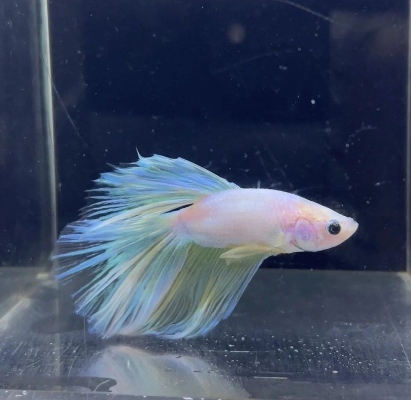 有哪些知名的觀賞魚買賣平臺（觀賞魚苗、仿真魚苗、仿真魚市場供應商聚集地觀賞魚）