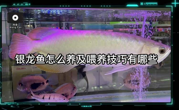 如何選擇合適的銀龍魚魚缸尺寸（合適的銀龍魚魚缸尺寸是確保魚類健康和魚缸美觀的關鍵因素）