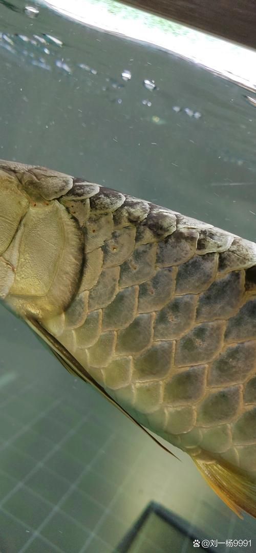 提供幾張龍魚鱗片發(fā)黑的圖片（如何預(yù)防龍魚鱗片發(fā)黑會(huì)自愈嗎）
