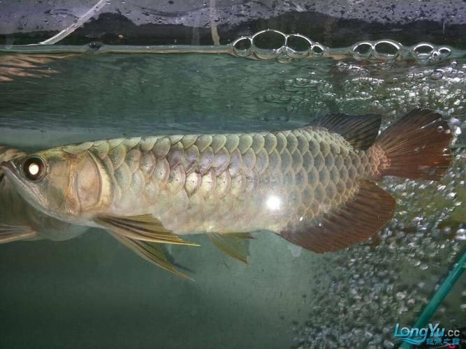 提供幾張龍魚鱗片發(fā)黑的圖片（如何預(yù)防龍魚鱗片發(fā)黑會(huì)自愈嗎）