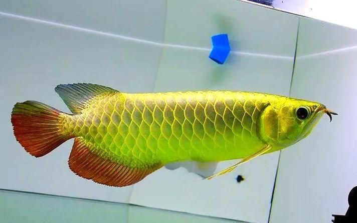 提供幾張龍魚鱗片發(fā)黑的圖片（如何預(yù)防龍魚鱗片發(fā)黑會(huì)自愈嗎）