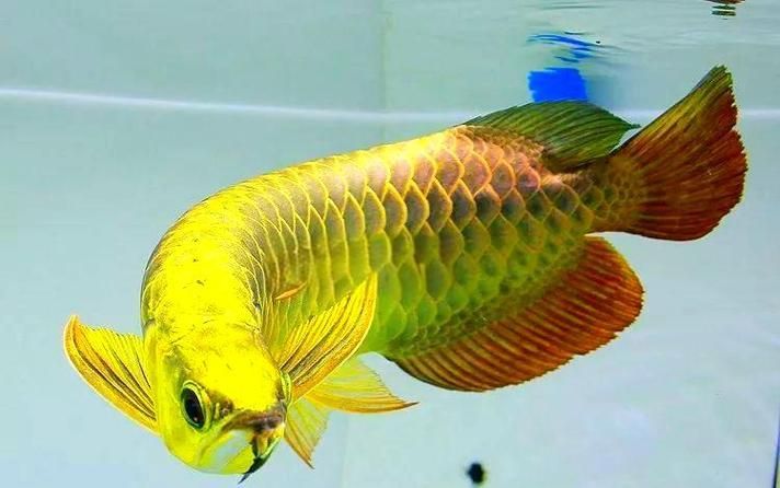 提供幾張龍魚鱗片發(fā)黑的圖片（如何預(yù)防龍魚鱗片發(fā)黑會(huì)自愈嗎）