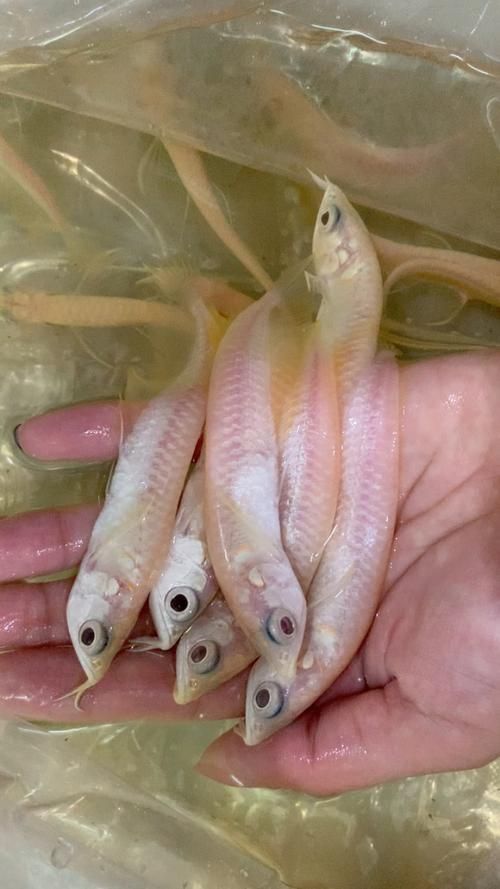 20元一條龍魚(yú)幼苗有哪些常見(jiàn)品種（0元一條龍魚(yú)幼苗，20元一條龍魚(yú)幼苗和銀龍魚(yú)幼苗）