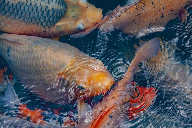 能否提供更多關于龍魚張嘴呼吸的圖片（龍魚張嘴呼吸會自愈嗎）