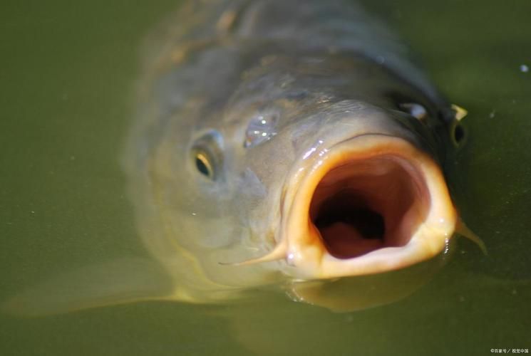 能否提供更多關于龍魚張嘴呼吸的圖片（龍魚張嘴呼吸會自愈嗎）