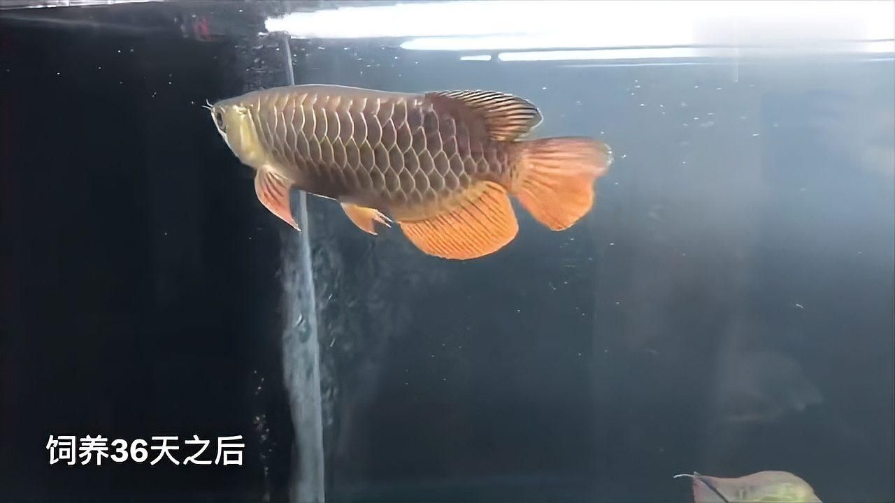 如何判斷過背金龍魚的發色狀態（如何判斷金龍魚的發色狀態）