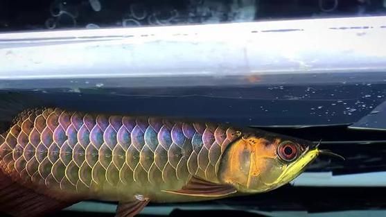 古典過背藍底金龍的市場價格是多少（古典過背藍底金龍魚價格）