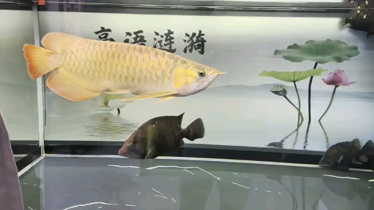 堅持愛好（堅持愛好對個人成長和心理健康的積極影響）