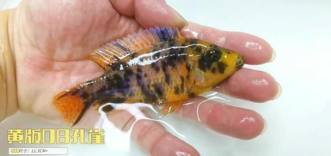 祥龍魚場的黃寬帶蝴蝶魚品質如何？（祥龍魚場的黃寬帶蝴與海水蝴蝶魚分析）