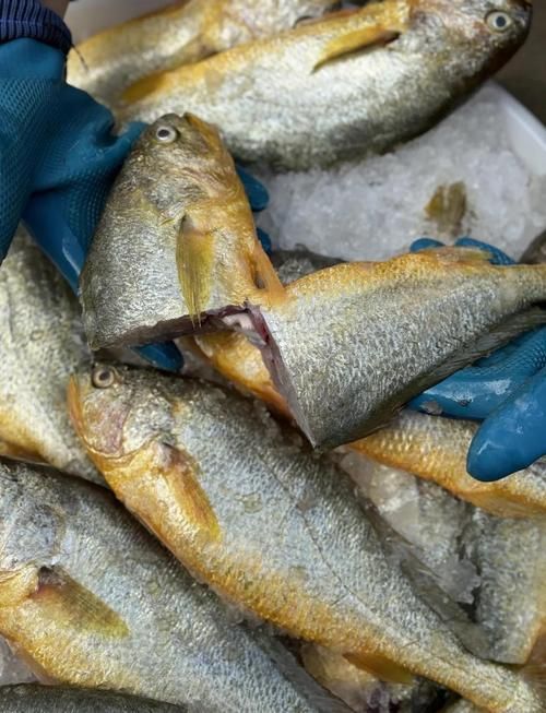 祥龍魚場的黃寬帶蝴蝶魚品質如何？（祥龍魚場的黃寬帶蝴與海水蝴蝶魚分析）