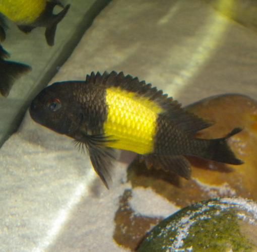 祥龍魚場的黃寬帶蝴蝶魚品質如何？（祥龍魚場的黃寬帶蝴與海水蝴蝶魚分析）