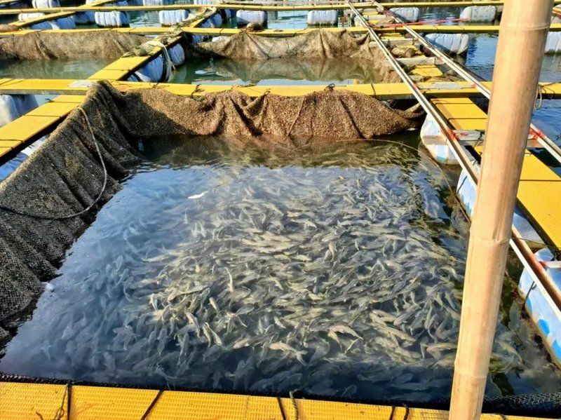 寧德龍魚的養(yǎng)殖技術有哪些？（寧德大黃魚養(yǎng)殖技術）