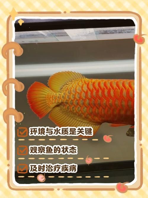 如何安全地接觸小火龍魚（安全接觸小火龍魚）