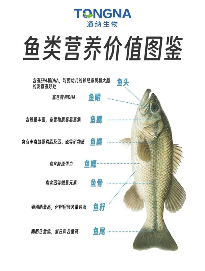 如何安全地食用魚類（衛健委、中國衛健委、中國衛健委、中國衛健委、中國營養學會建議） 如何安全地食用魚類（衛健委、中國衛健委、中國衛健委、中國衛健委、中國營養學會建議） 龍魚百科 第1張