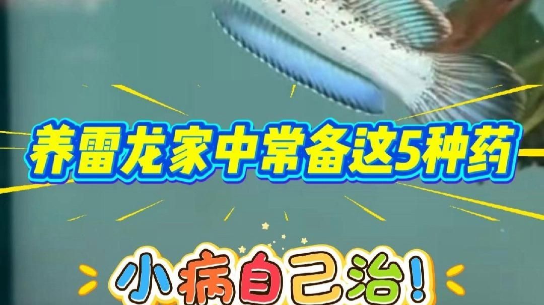 有哪些龍魚(yú)專用藥物是必備的（養(yǎng)雷龍家中常備這5種龍魚(yú)專用藥物，小病自己治） 有哪些龍魚(yú)專用藥物是必備的（養(yǎng)雷龍家中常備這5種龍魚(yú)專用藥物，小病自己治） 龍魚(yú)百科 第2張