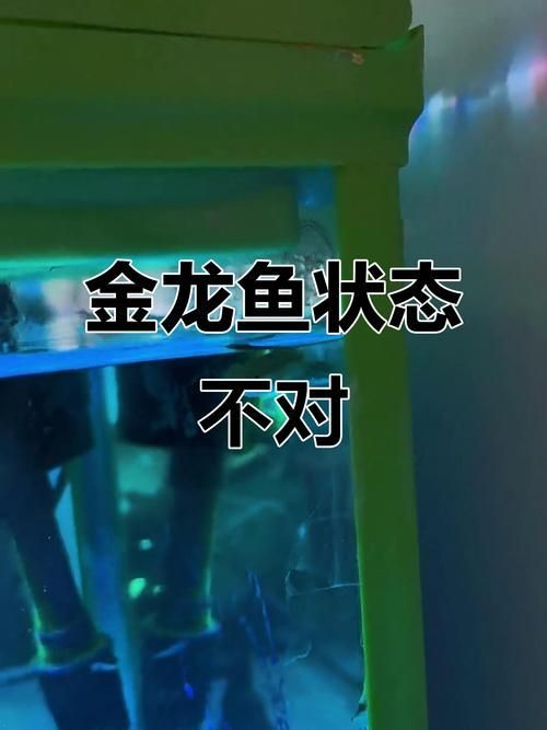 給我一張1-2cm金龍魚幼苗的圖片（如何判斷金龍魚幼苗的品牌）