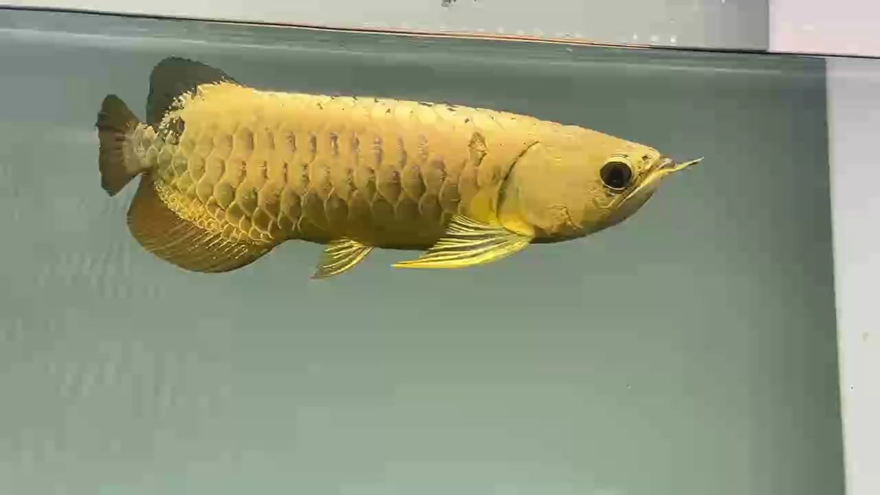 招財鎮宅，￥4999-34公分（招財鎮宅風水擺件）