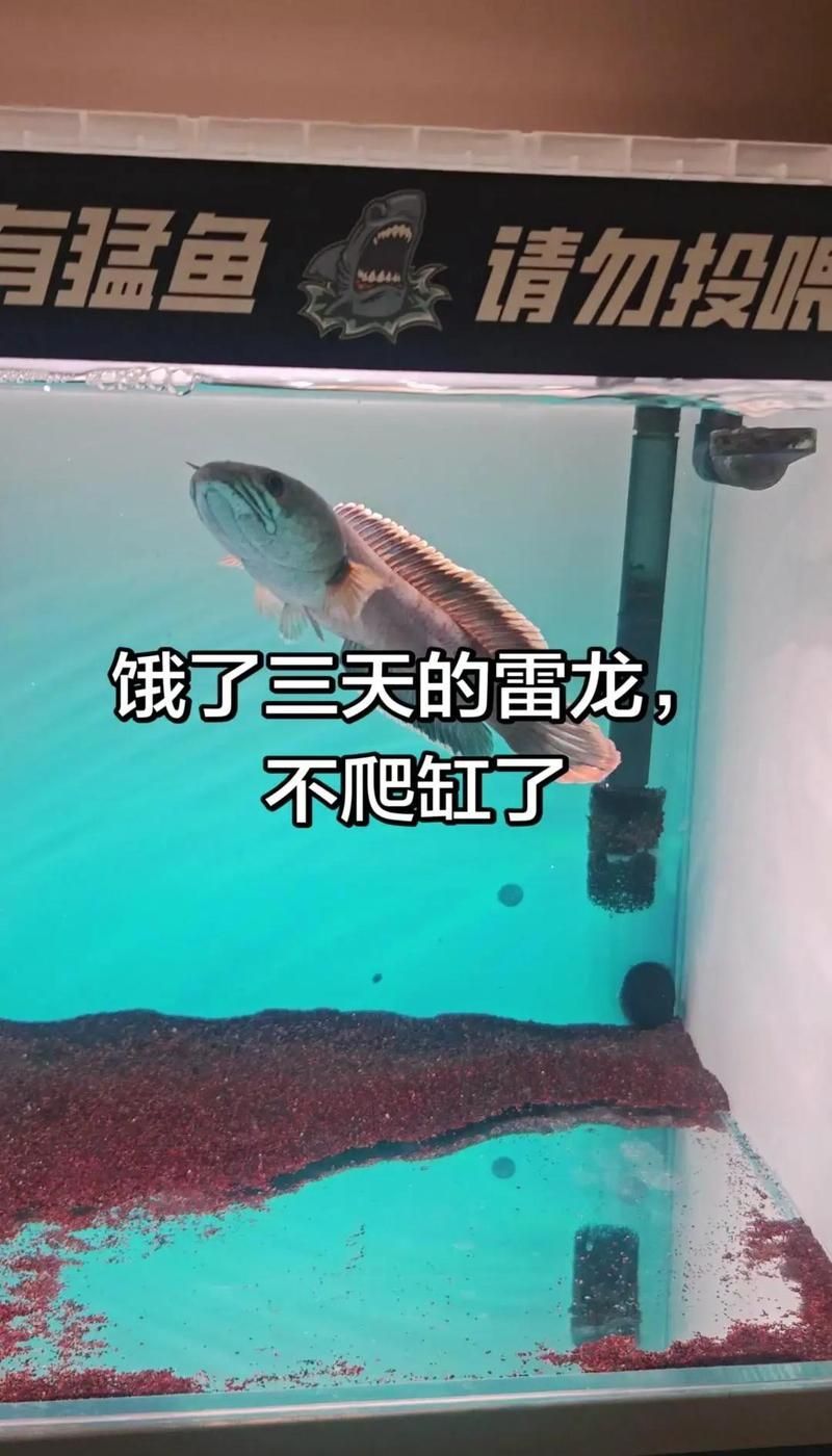 如何判斷雷龍魚是否吃撐（老話騙了——雷龍魚的消化系統(tǒng)）