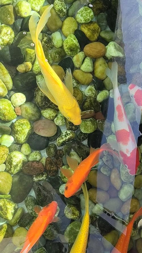 龍鳳魚如何選育（龍鳳錦鯉（即龍鳳魚（即龍鳳魚（即龍鳳錦鯉）的選育流程圖）