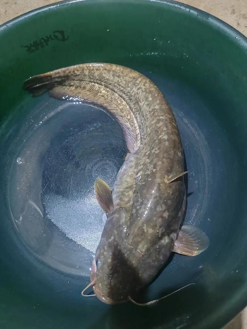 如何找到高清的年魚圖片（如何找到高清年魚圖片）